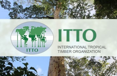 Le rapport sur le marché des bois tropicaux du 16 au 30 septembre 2024 est paru