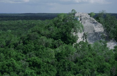 Mission commerciale sur le bois tropical de la Selva Maya en novembre 2024