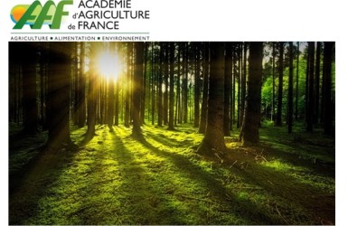 Forêts métropolitaines françaises : l’AAF fortement engagée en faveur de la transition écologique et climatique