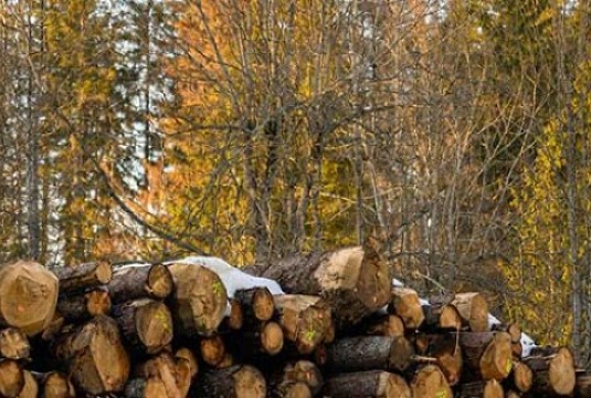 L'étude sur les projections des disponibilités en bois et les stocks de carbone prévoit une disponibilité accrue et un rôle clé des forêts dans le stockage de carbone d'ici 2050