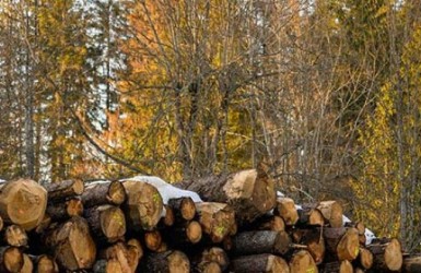 Forêts, bois et climats : principaux enseignements de l’étude IGN/FCBA