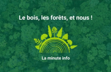 Découvrez la série "La minute info : Le bois, les forêts, et nous !"